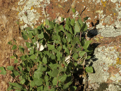 Brickellia atractyloides