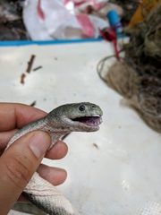 Hydrophis schistosus