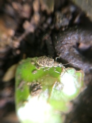 Lepidepistomodes fumosus