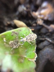 Lepidepistomodes fumosus