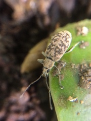 Lepidepistomodes fumosus