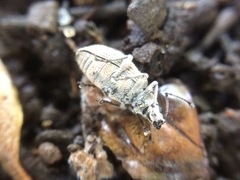 Lepidepistomodes fumosus