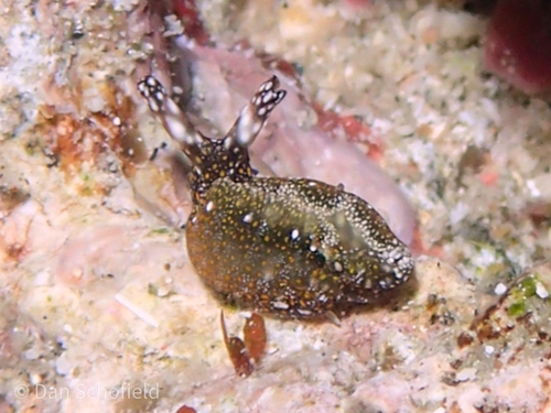 チャマダラミドリガイ