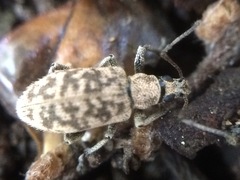 Lepidepistomodes fumosus