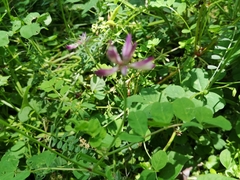 Astragalus sinicus
