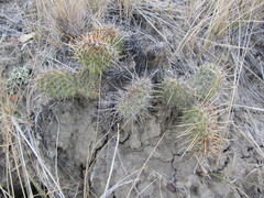 Opuntia polyacantha polyacantha