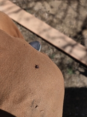 Dermacentor andersoni