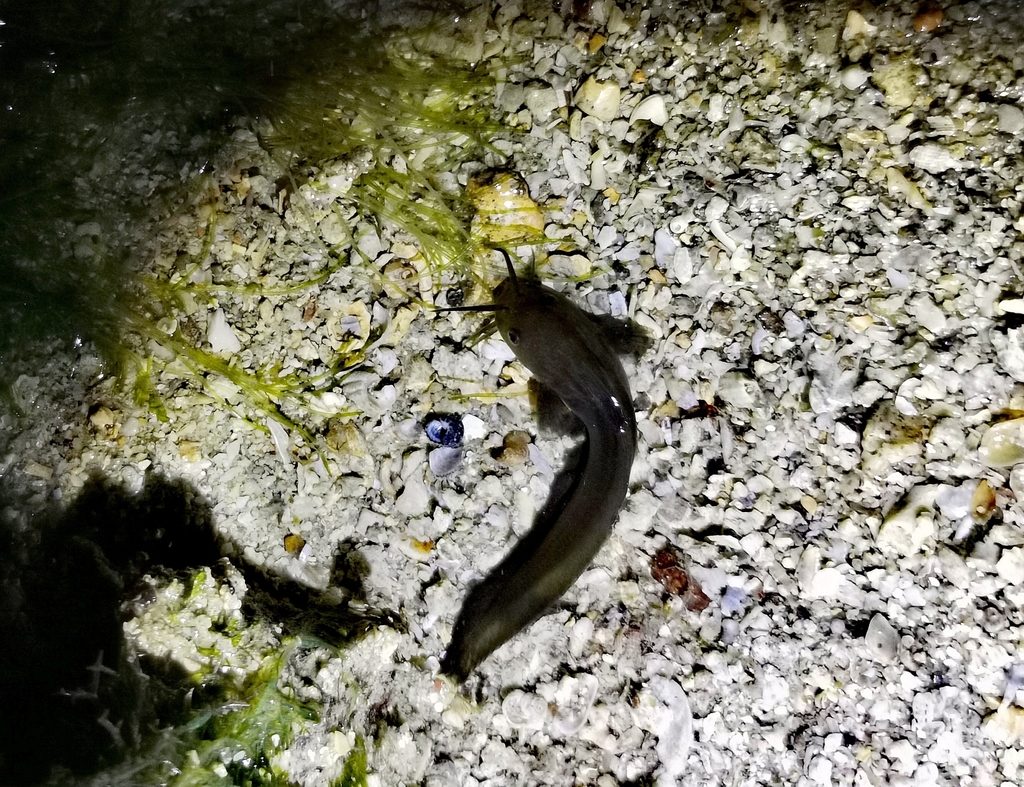 Whitelip Catfish