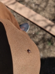 Dermacentor andersoni