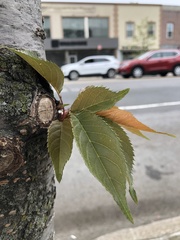 Prunus