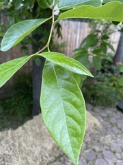 Magnoliopsida