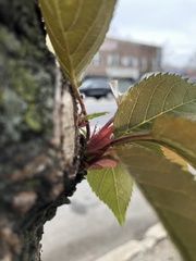 Prunus