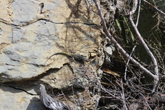 Sceloporus oberon