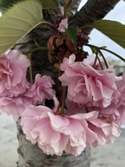 Prunus