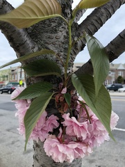 Prunus