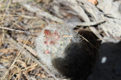 Escobaria dasyacantha