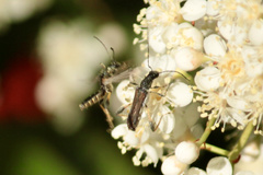 Callimoxys fuscipennis