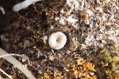 Epithelantha