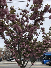 Prunus