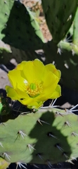Opuntia