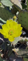 Opuntia