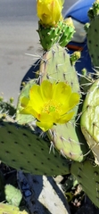Opuntia