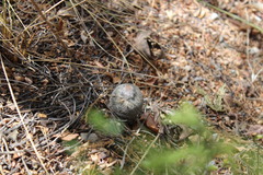 Epithelantha
