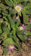 Sarcozona bicarinata