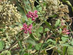 Cestrum roseum
