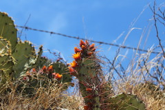 Opuntia stenopetala