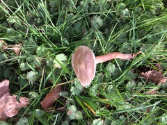 Calocybe carnea