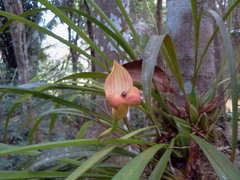 Maxillaria egertoniana