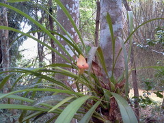 Maxillaria egertoniana