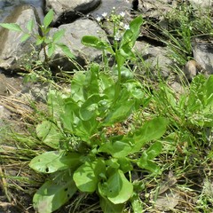 Samolus parviflorus
