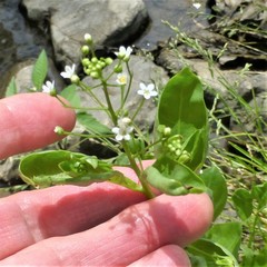 Samolus parviflorus