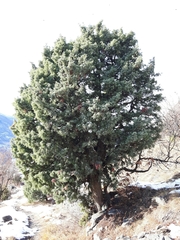 Juniperus oxycedrus oxycedrus