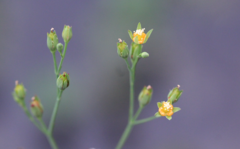 Hypericum attenuatum