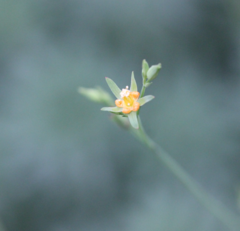 Hypericum attenuatum
