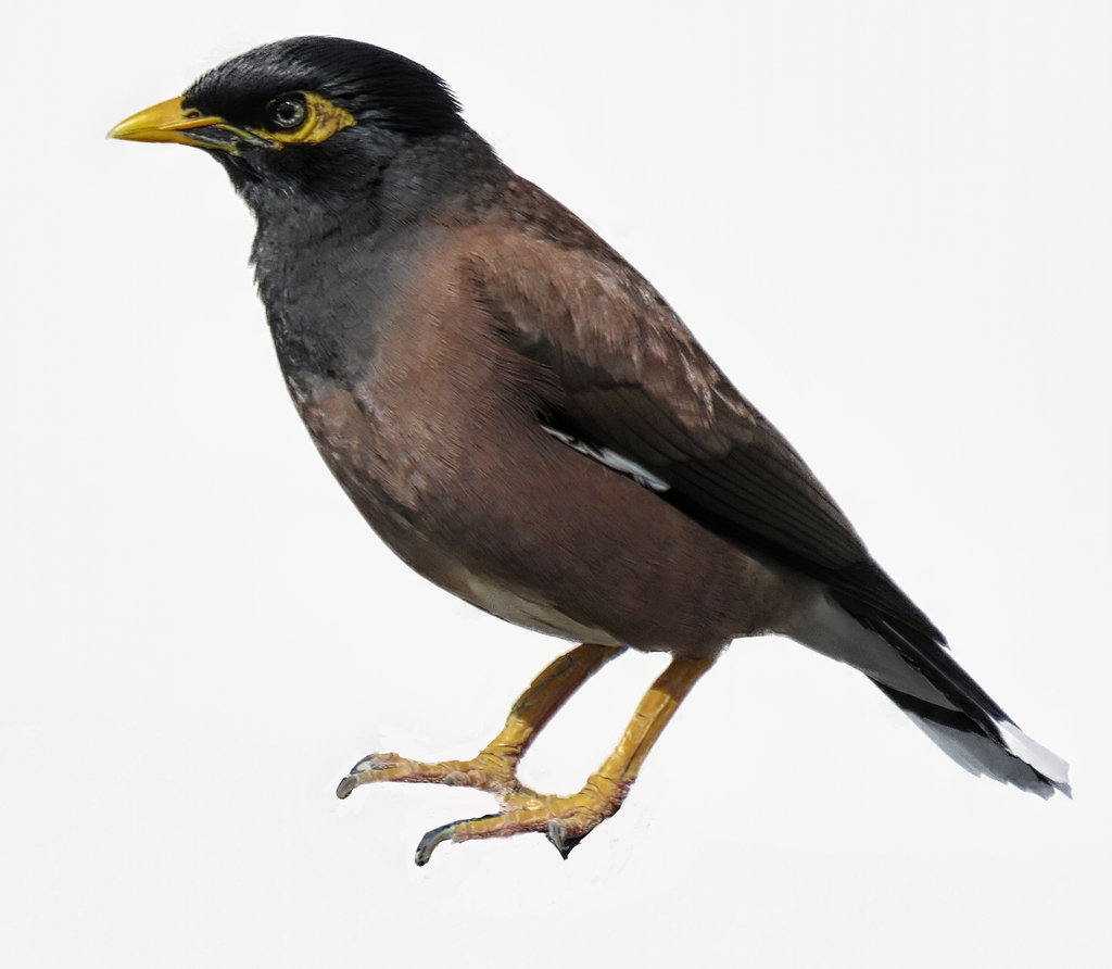 Common Myna (Birds of Kealia Pond National Wildlife Refuge) · iNaturalist