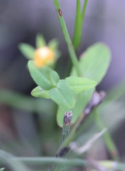 Hypericum attenuatum