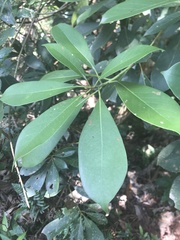 Machilus chekiangensis