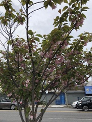 Rosales