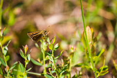 Amblyscirtes reversa