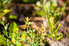 Amblyscirtes reversa