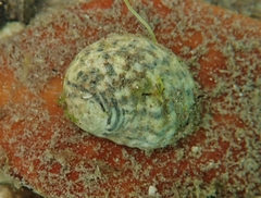 Nerita versicolor
