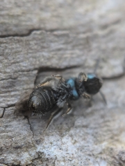 Lasioglossum coeruleum
