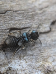Lasioglossum coeruleum