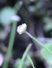 Eriocaulon truncatum