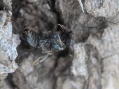 Lasioglossum coeruleum