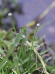 Eriocaulon truncatum